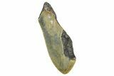 Partial, Fossil Megalodon Tooth - Serrated Blade #363755-1
